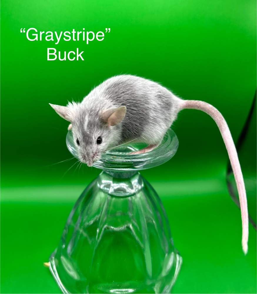 Fancy mouse Breeder Mus musculus 