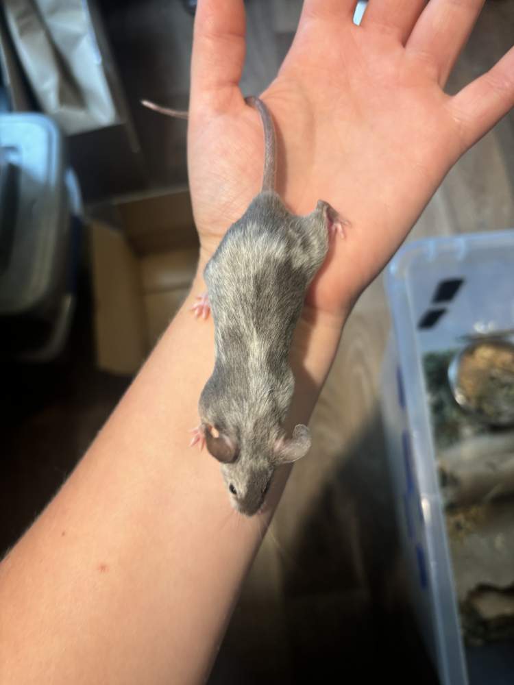 Fancy mouse Breeder Mus musculus 