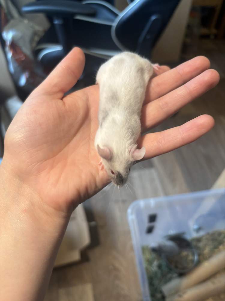 Fancy mouse Breeder Mus musculus 