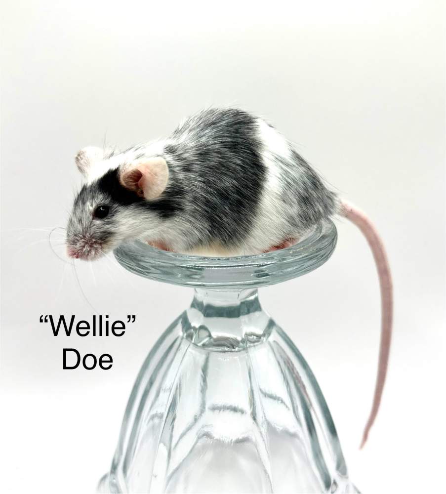 Fancy mouse Breeder Mus musculus 