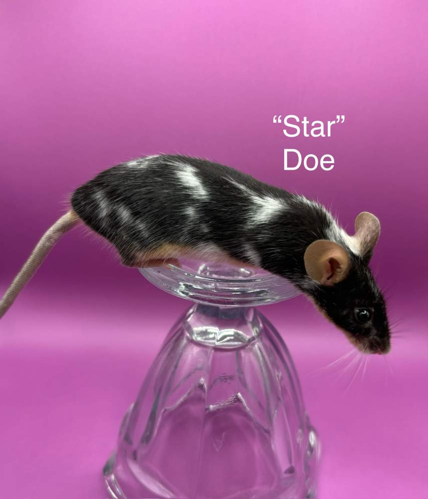 Fancy mouse Breeder Mus musculus 