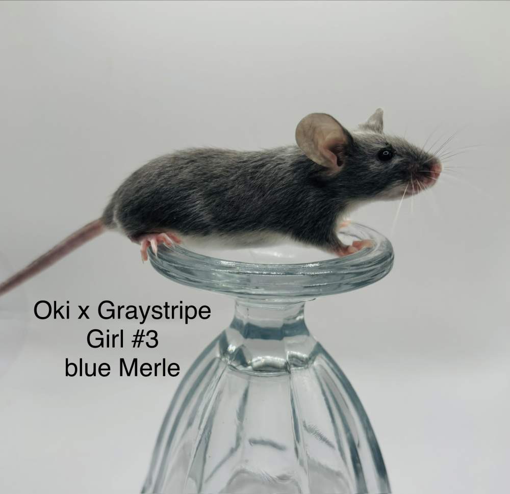 Fancy mouse Breeder Mus musculus 