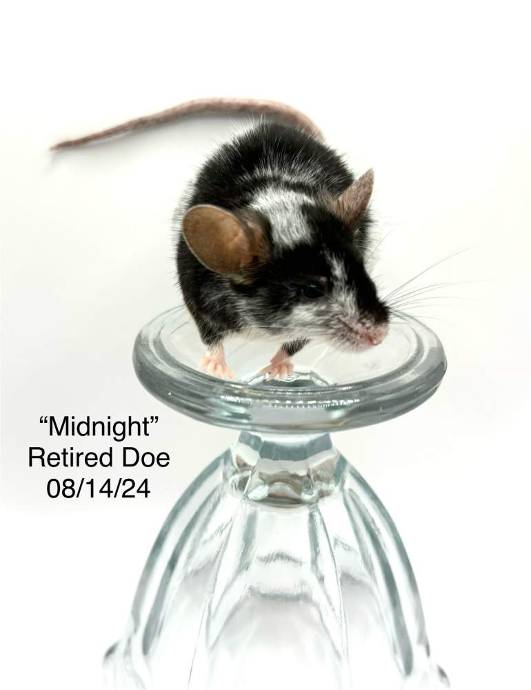 Fancy mouse Retired Mus musculus 