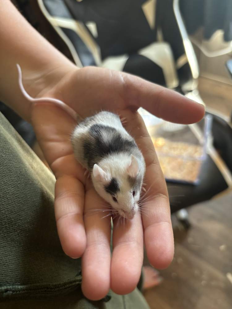 Fancy mouse Breeder Mus musculus 