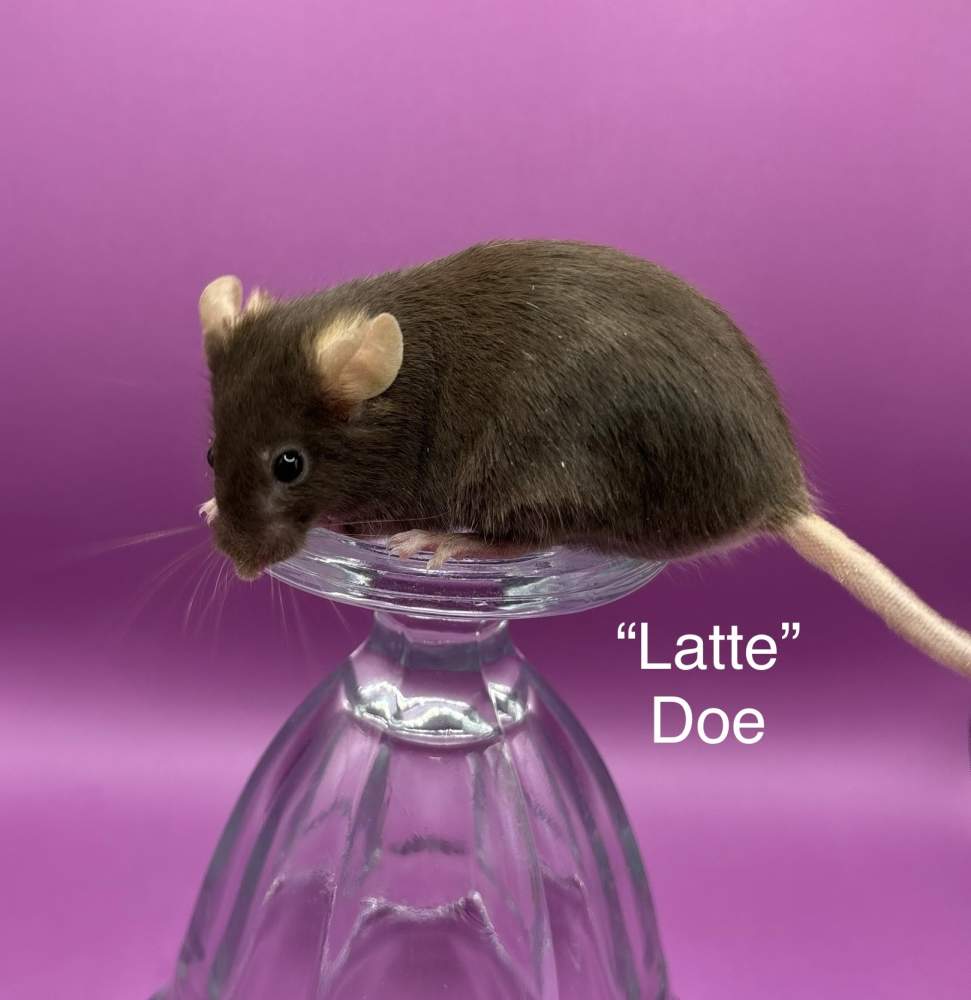 Fancy mouse Breeder Mus musculus 