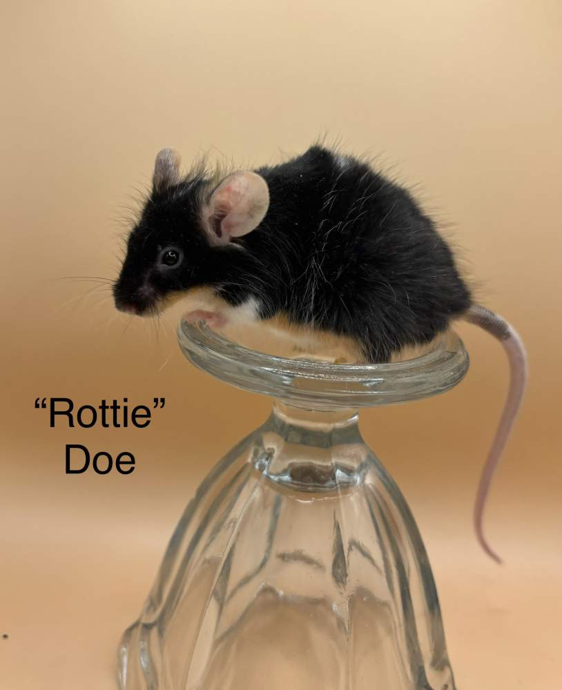 Fancy mouse Breeder Mus musculus 