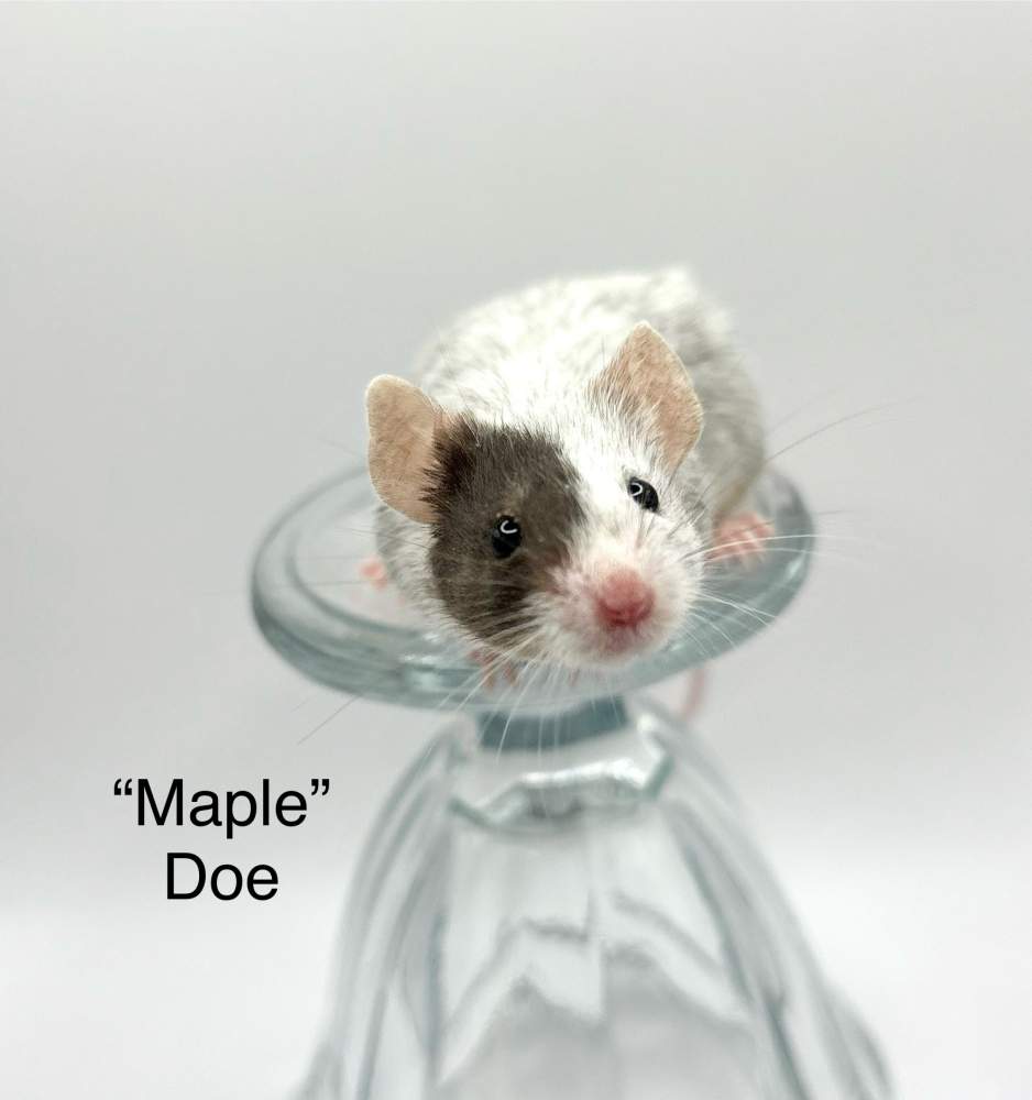 Fancy mouse Breeder Mus musculus 