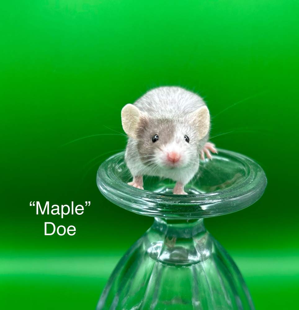 Fancy mouse Breeder Mus musculus 