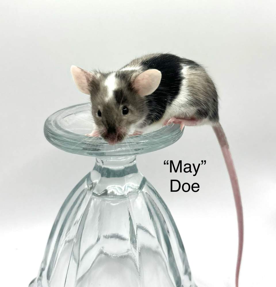 Fancy mouse Breeder Mus musculus 
