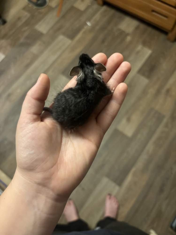 Fancy mouse Breeder Mus musculus 