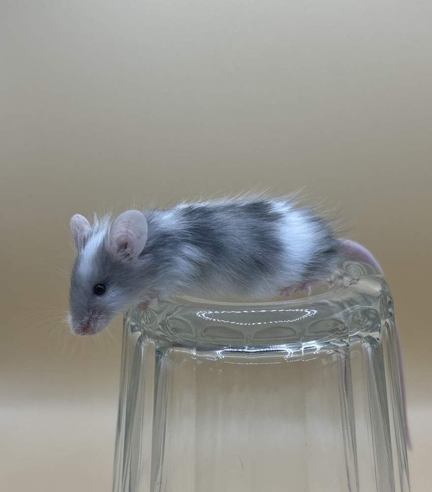 Fancy mouse Breeder Mus musculus 