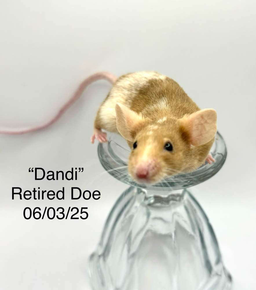 Fancy mouse Owned by other Mus musculus 