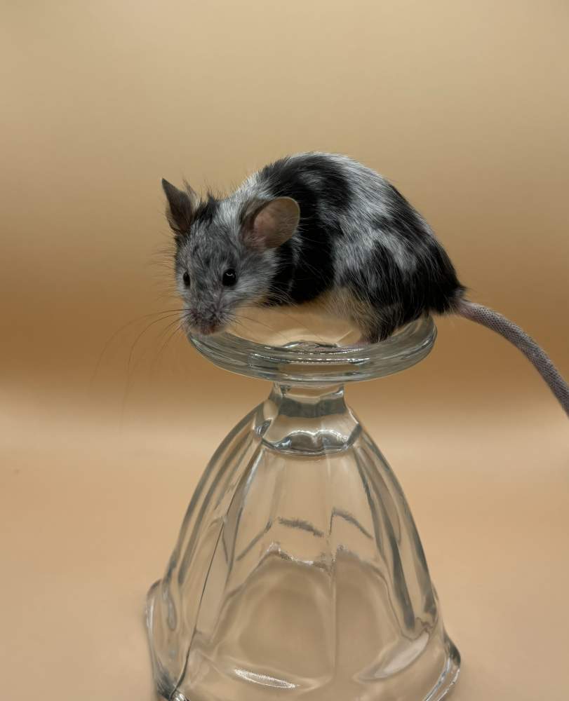 Fancy mouse Breeder Mus musculus 