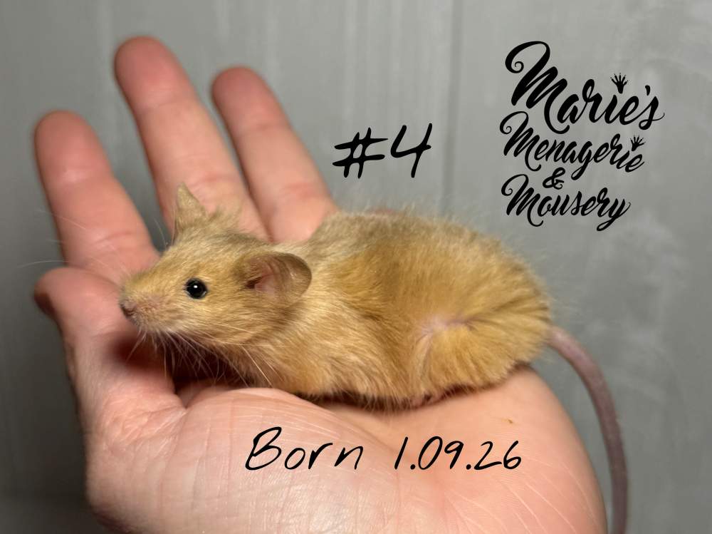 Fancy mouse Breeder Mus musculus 