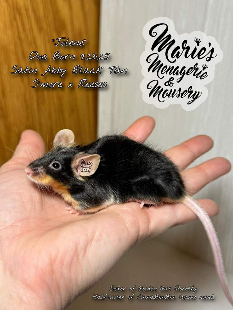 Fancy mouse Breeder Mus musculus 