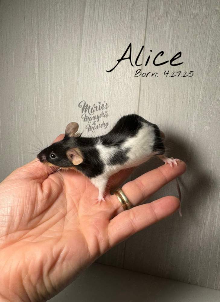 Fancy mouse Retired Mus musculus 