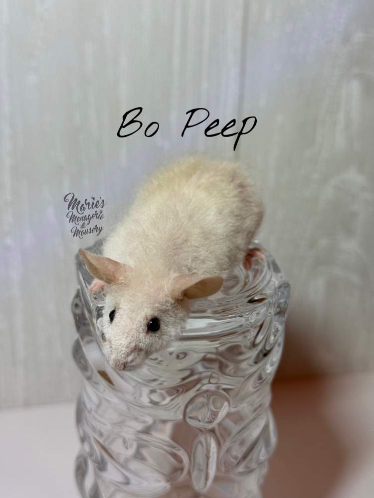 Fancy mouse Breeder Mus musculus 