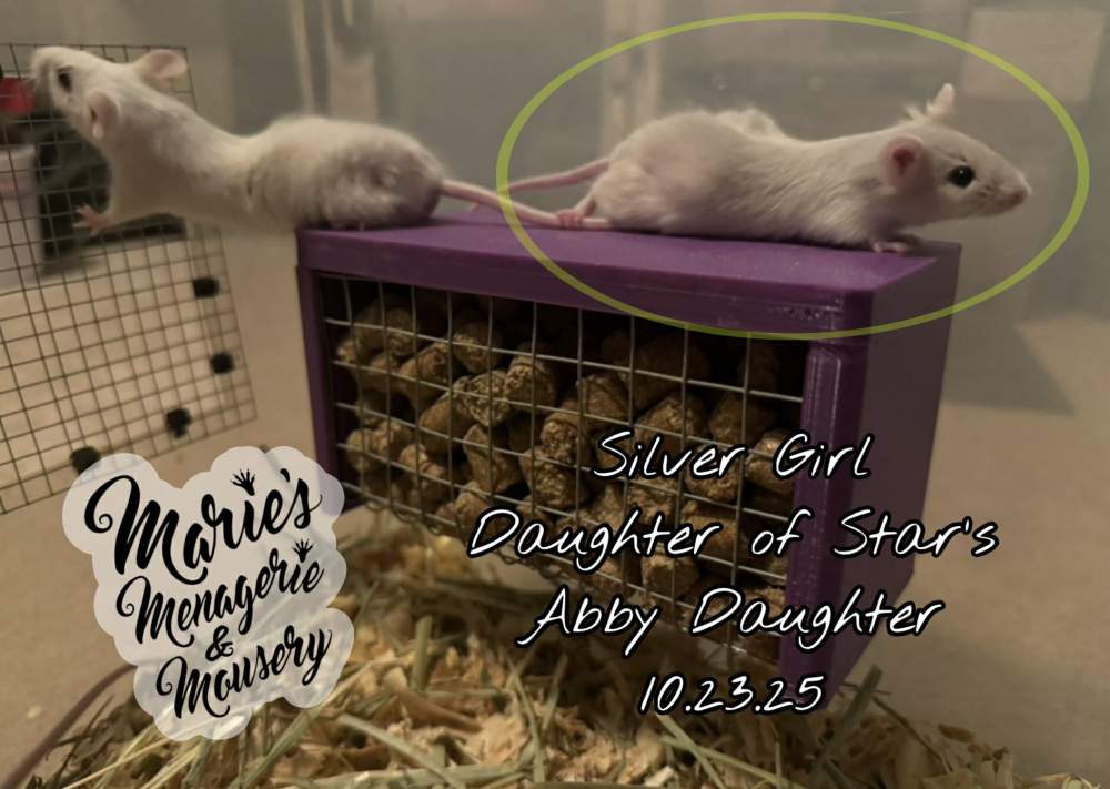 Fancy mouse Rehomed Mus musculus 