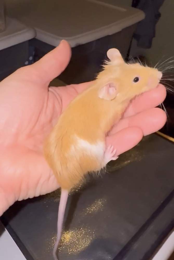 Fancy mouse Breeder Mus musculus 