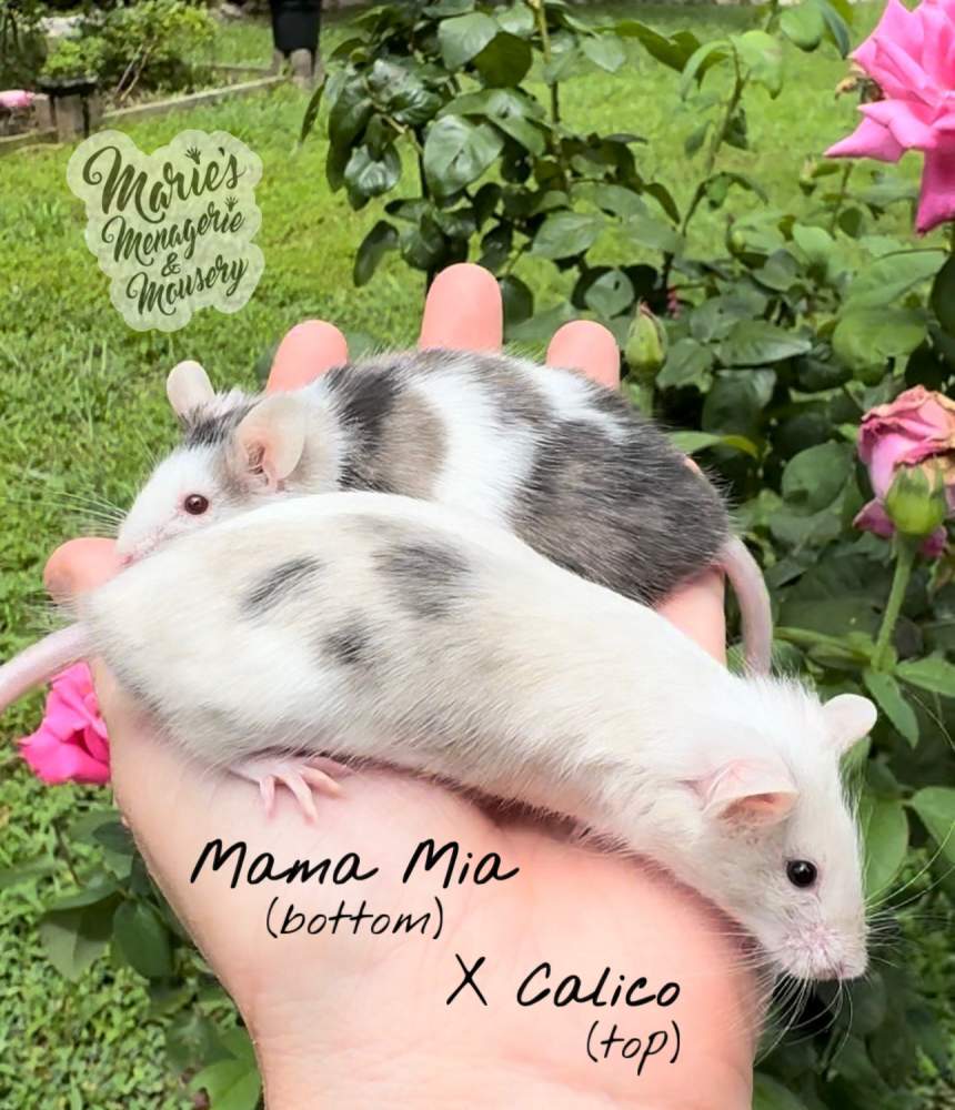 Fancy mouse Retired Mus musculus 