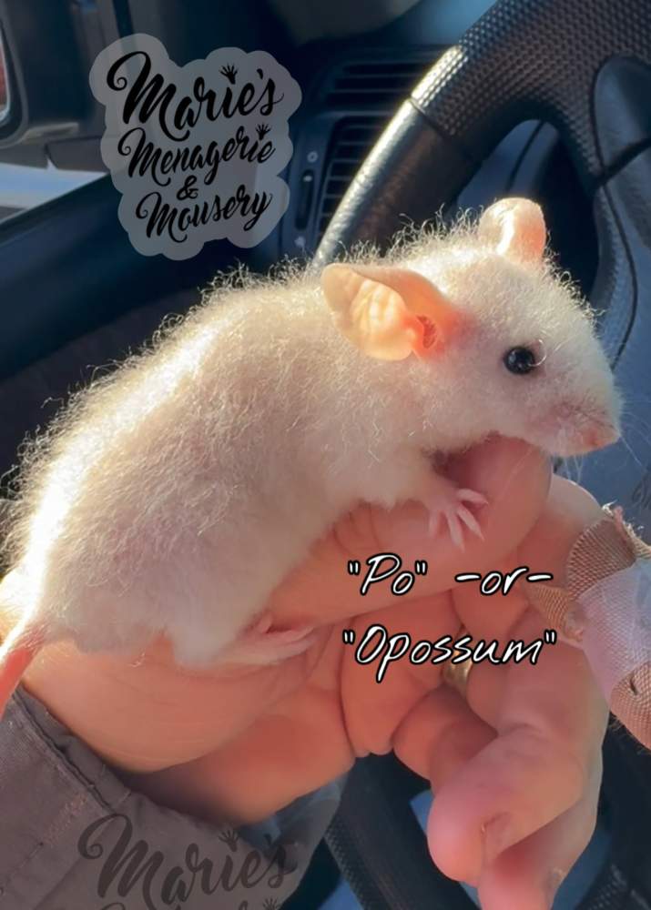 Fancy mouse Breeder Mus musculus 