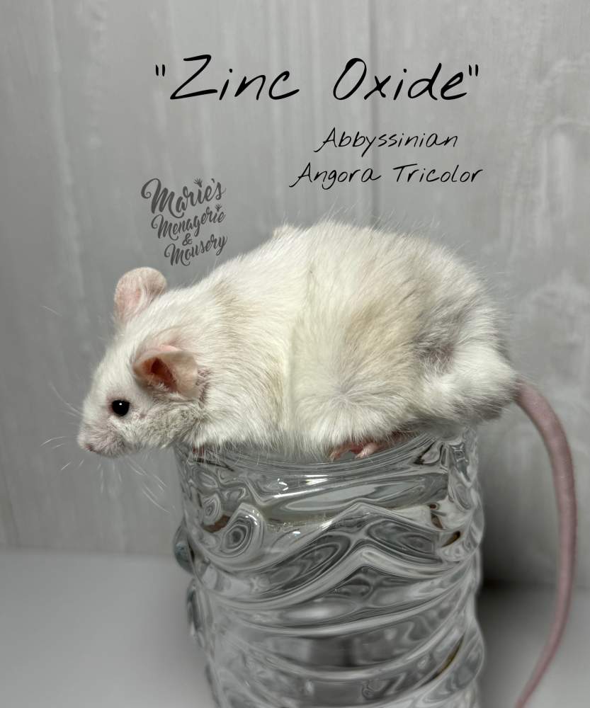 Fancy mouse Owned by other Mus musculus 