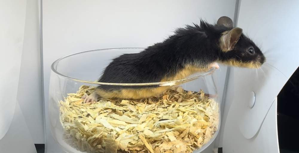 Fancy mouse Breeder Mus musculus 