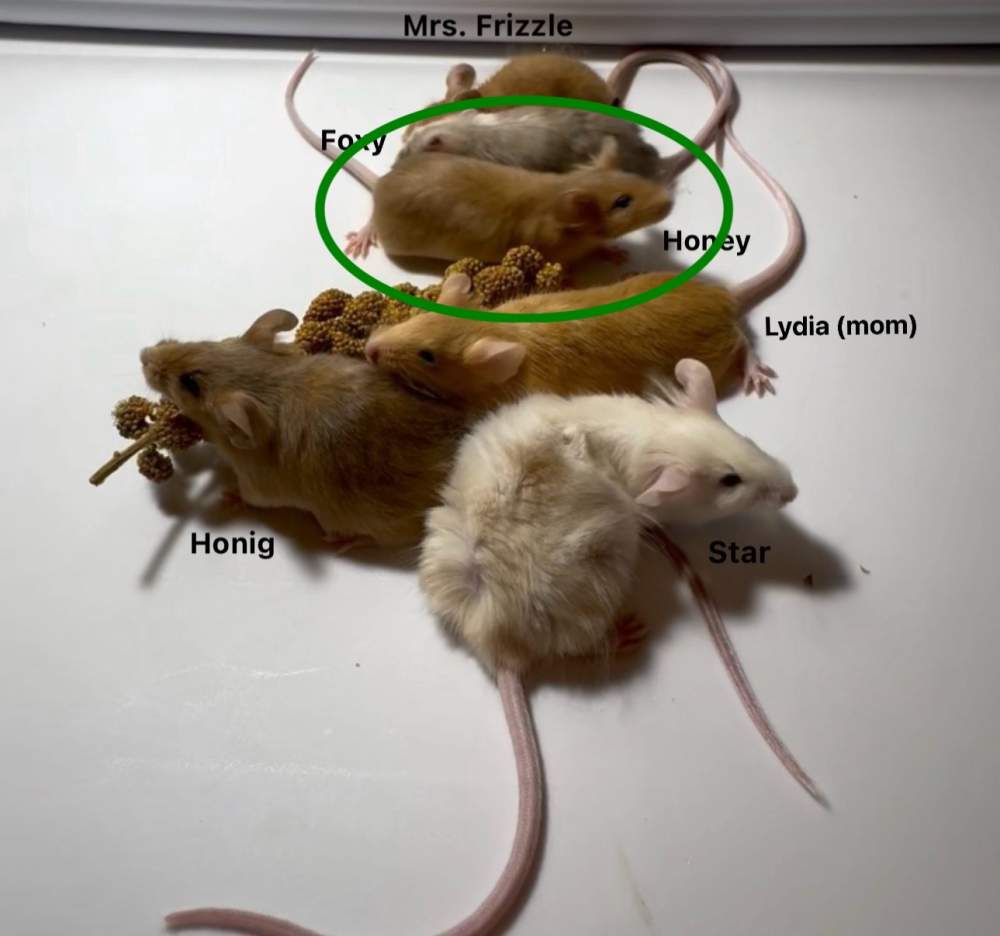 Fancy mouse Owned by other Mus musculus 