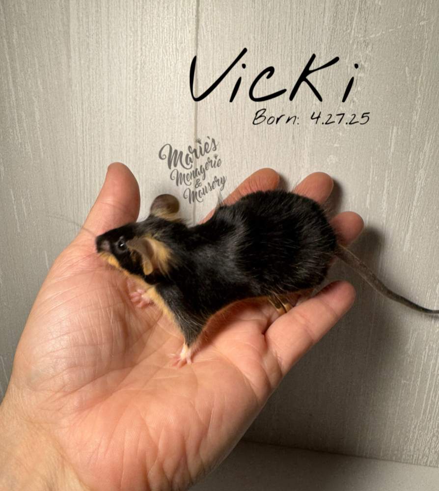 Fancy mouse Retired Mus musculus 