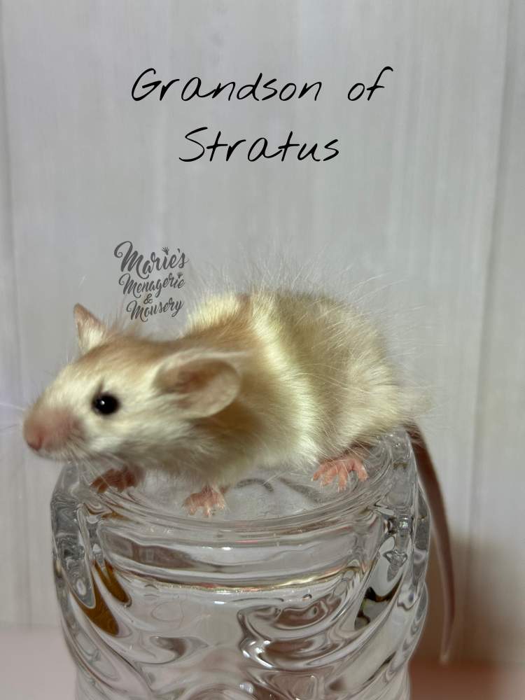 Fancy mouse Retired Mus musculus 