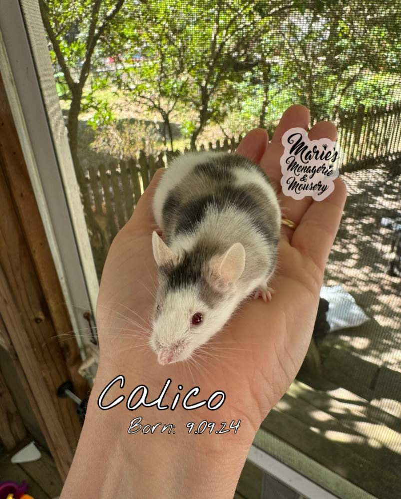 Fancy mouse Owned by other Mus musculus 