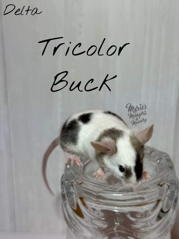 Fancy mouse Owned by other Mus musculus 