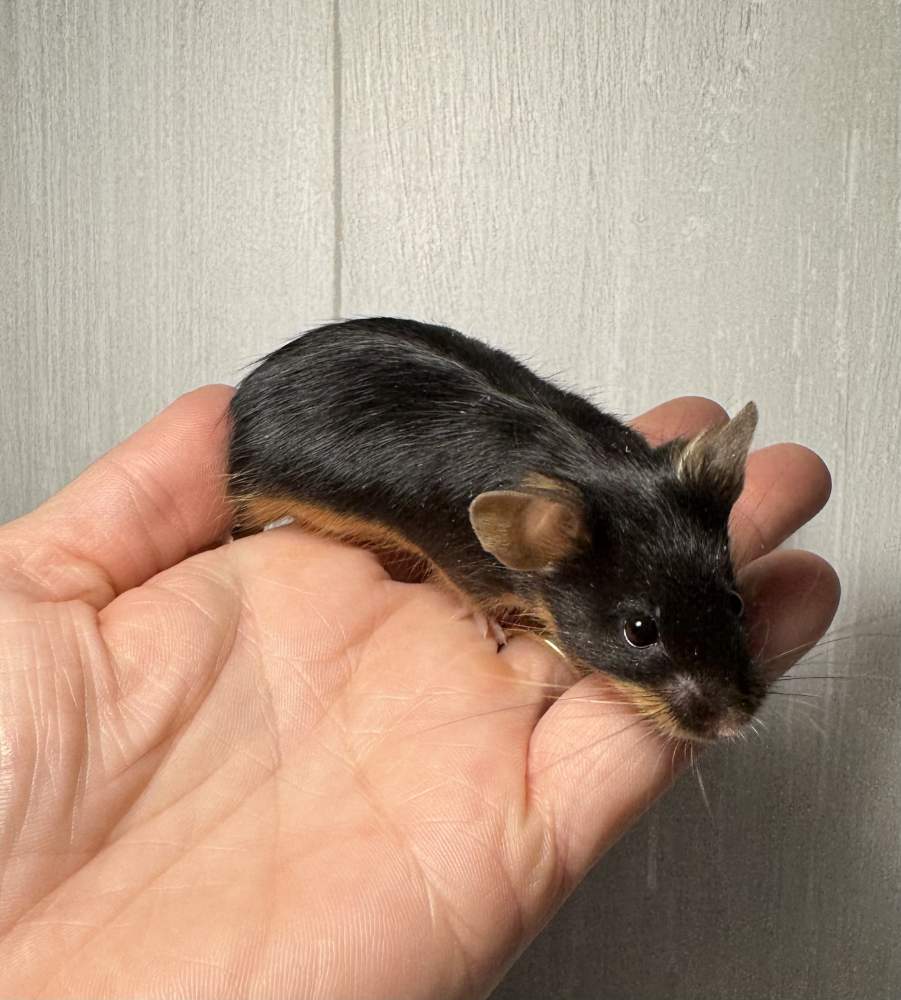 Fancy mouse Breeder Mus musculus 