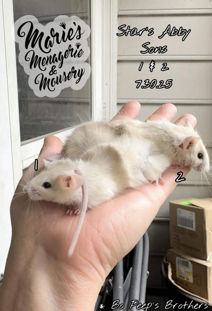 Fancy mouse Retired Mus musculus 