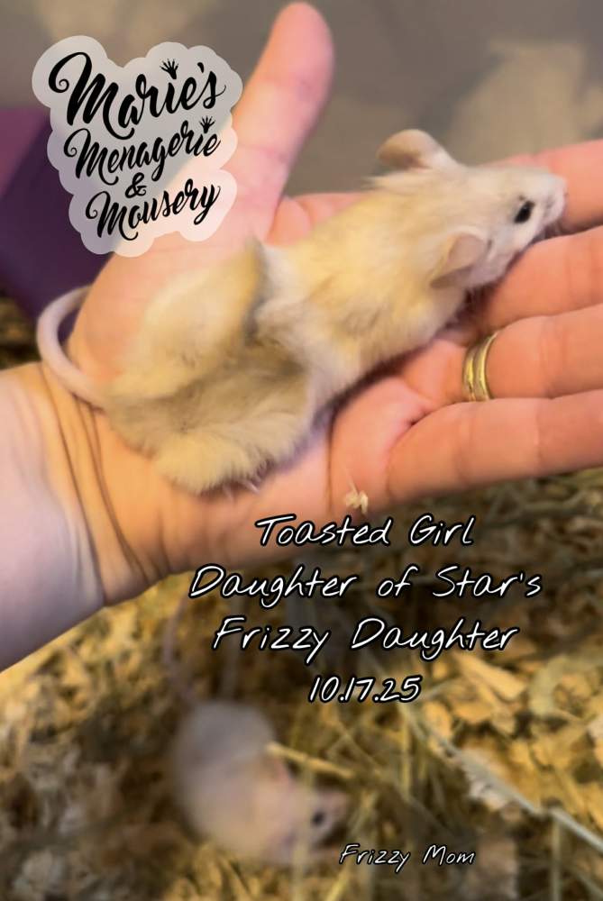 Fancy mouse Breeder Mus musculus 