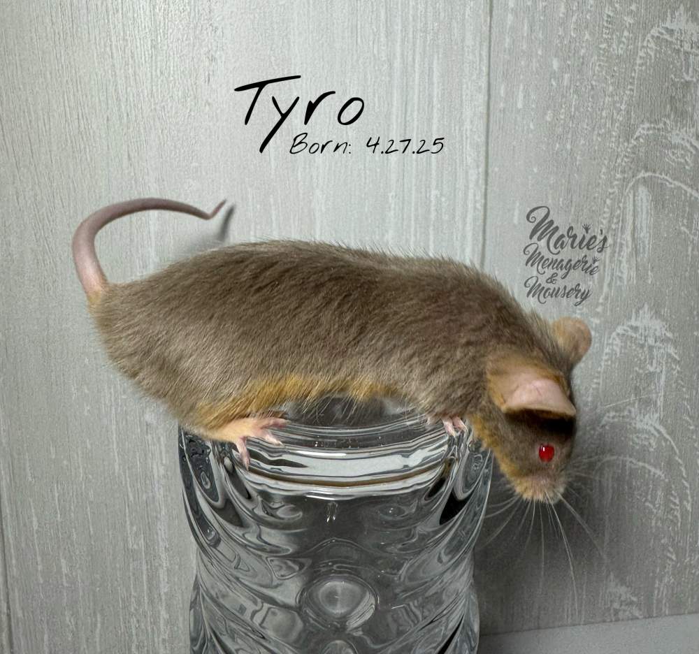 Fancy mouse Breeder Mus musculus 