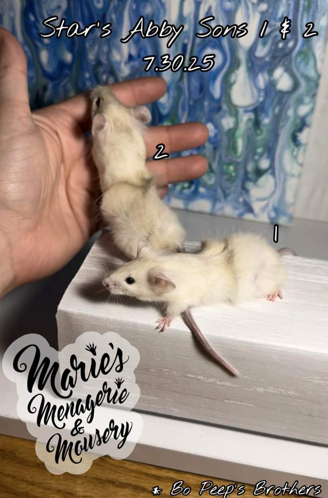 Fancy mouse Retired Mus musculus 