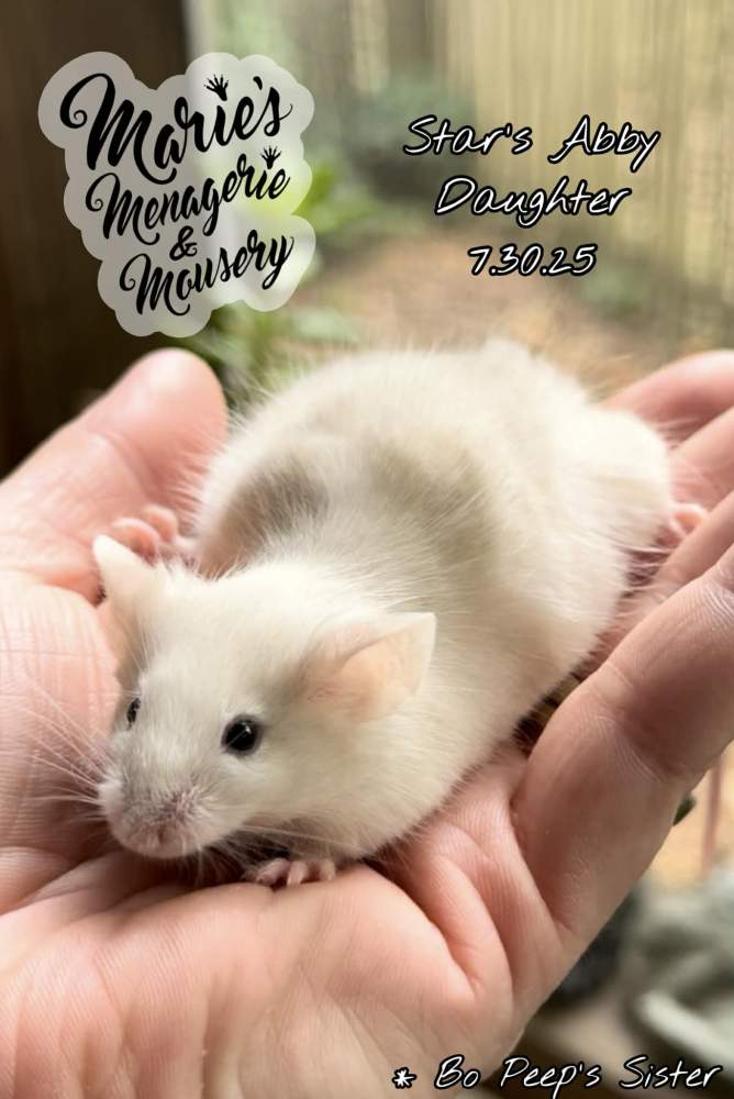 Fancy mouse Rehomed Mus musculus 