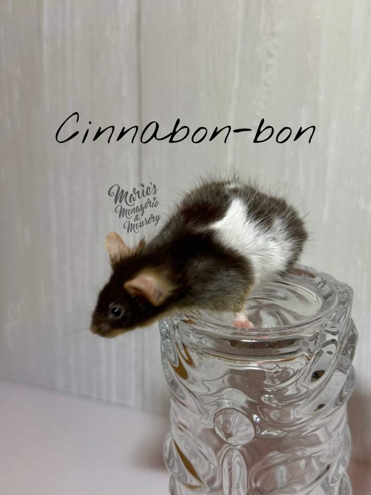 Fancy mouse Breeder Mus musculus 