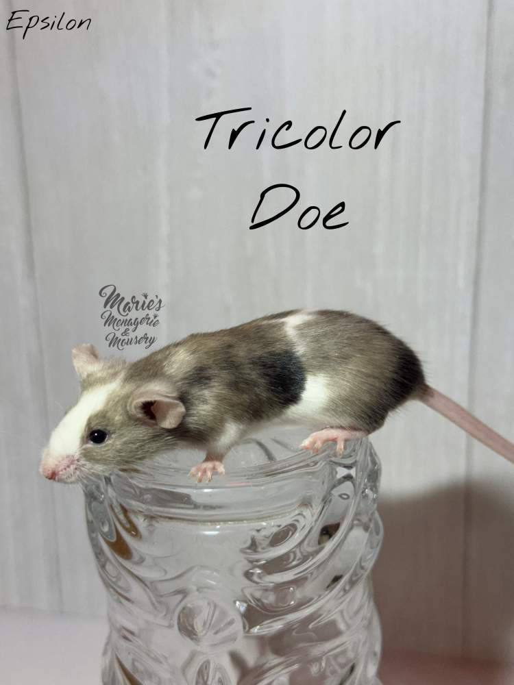 Fancy mouse Pet only Mus musculus 