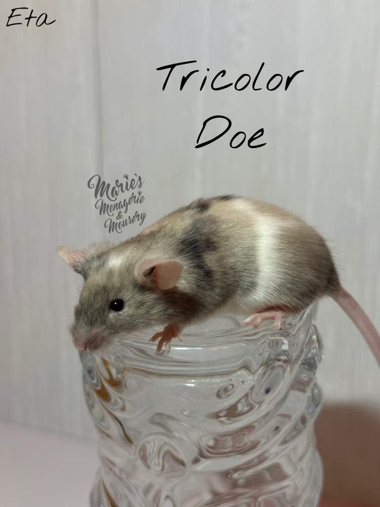 Fancy mouse Pet only Mus musculus 