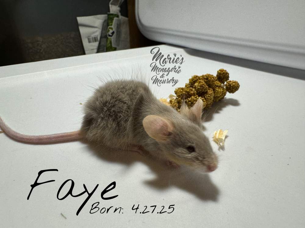 Fancy mouse Retired Mus musculus 