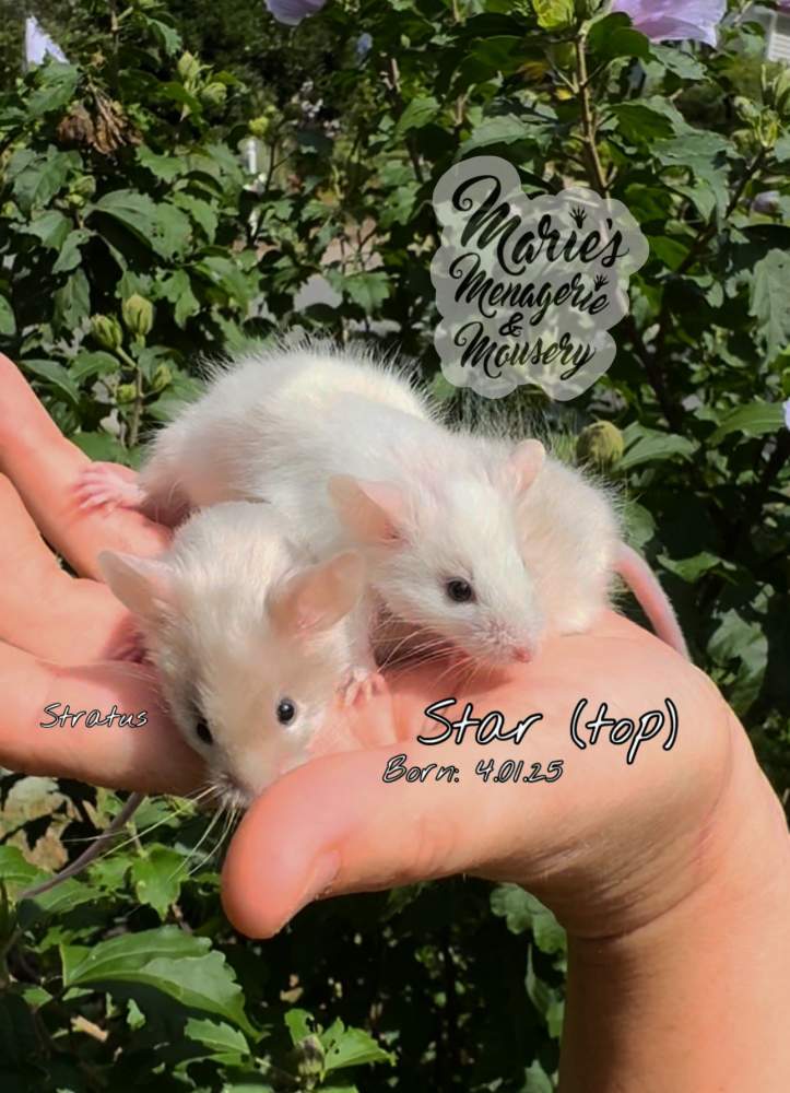 Fancy mouse Retired Mus musculus 