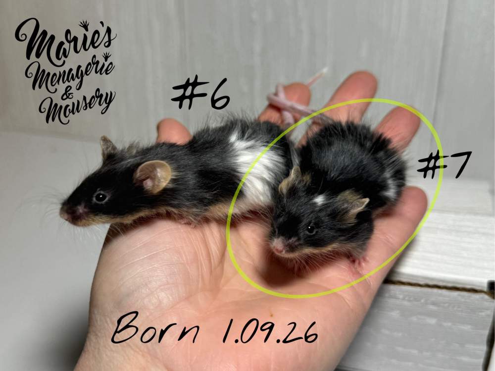 Fancy mouse Breeder Mus musculus 