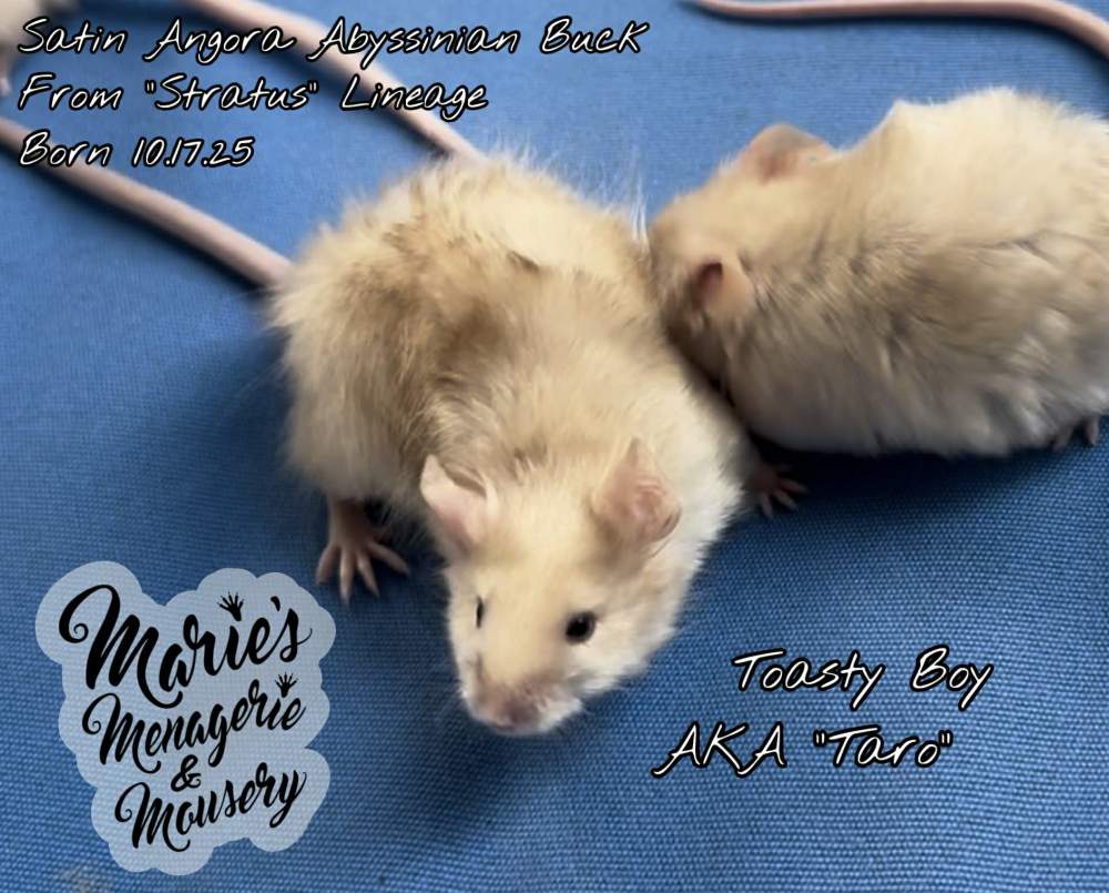 Fancy mouse Owned by other Mus musculus 
