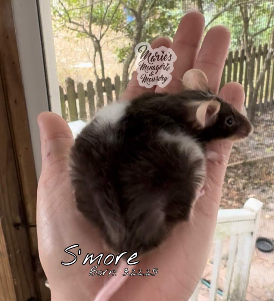 Fancy mouse Retired Mus musculus 