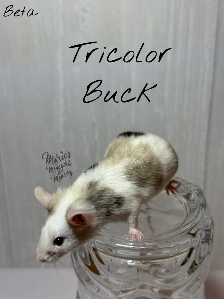 Fancy mouse Retired Mus musculus 