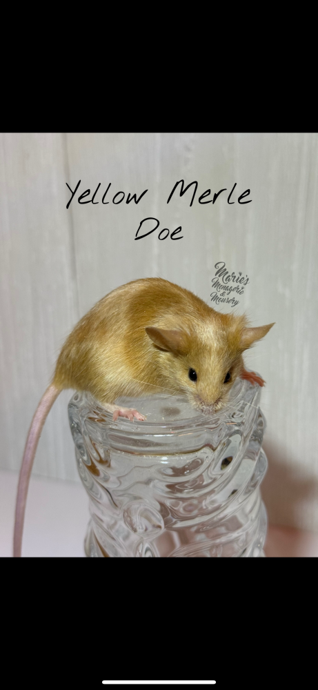 Fancy mouse Owned by other Mus musculus 