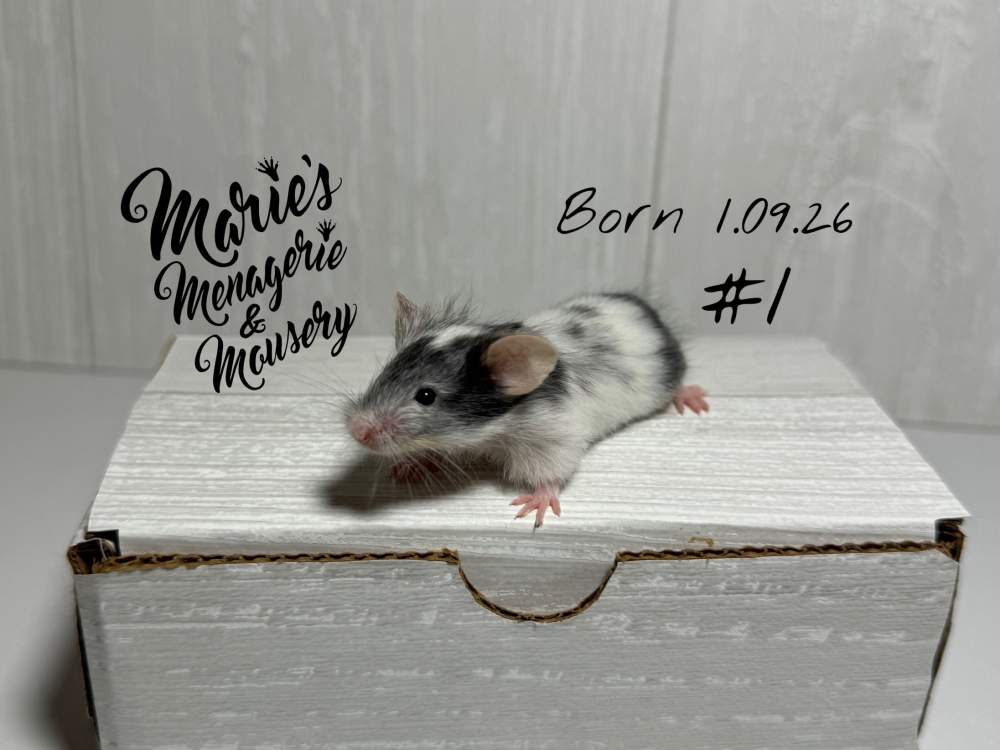 Fancy mouse Owned by other Mus musculus 