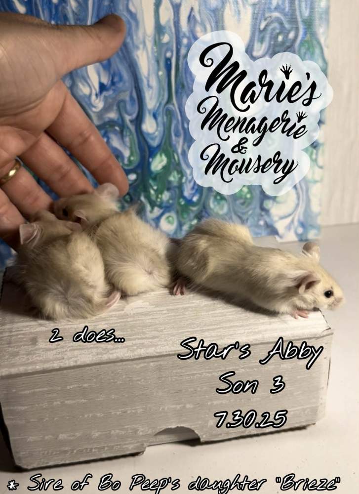 Fancy mouse Retired Mus musculus 